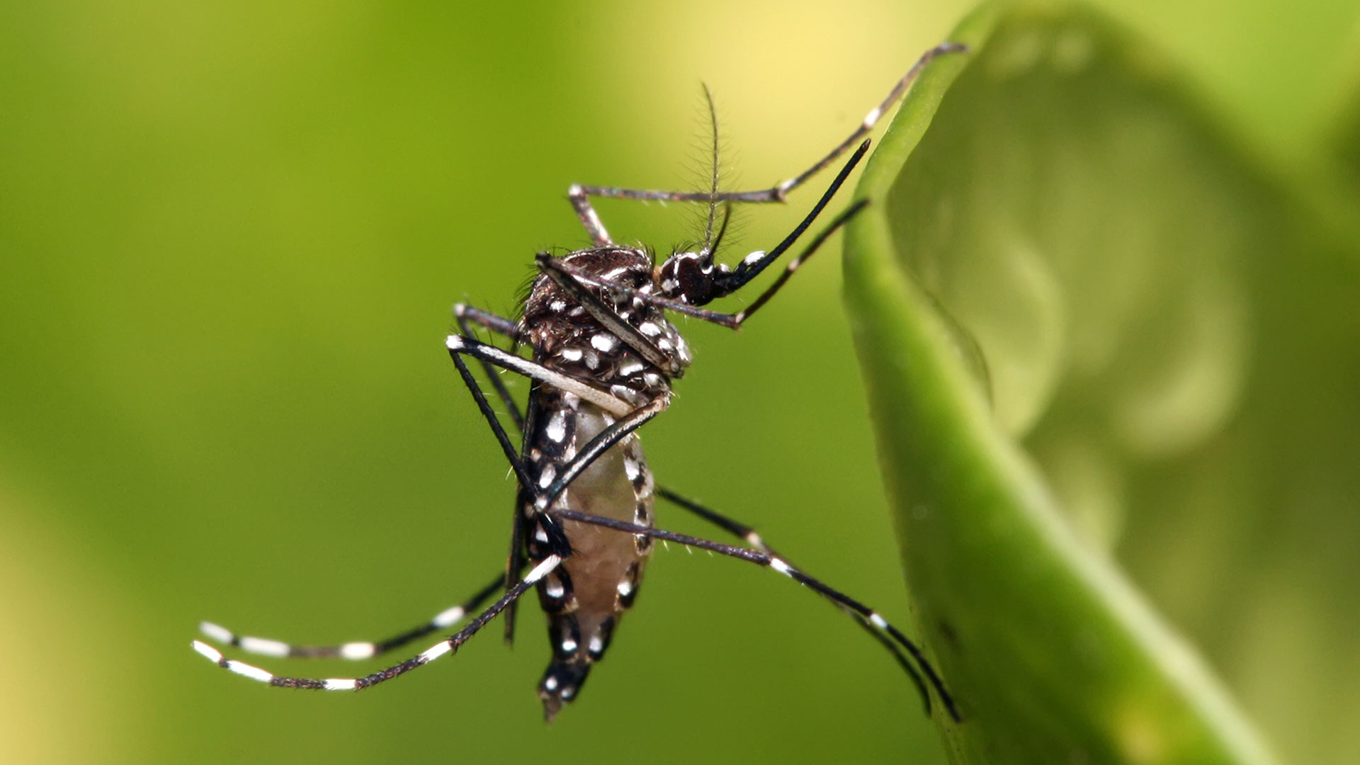 Pocando: Nova arma pra exterminar a dengue